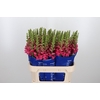 Antir Antibes Rose