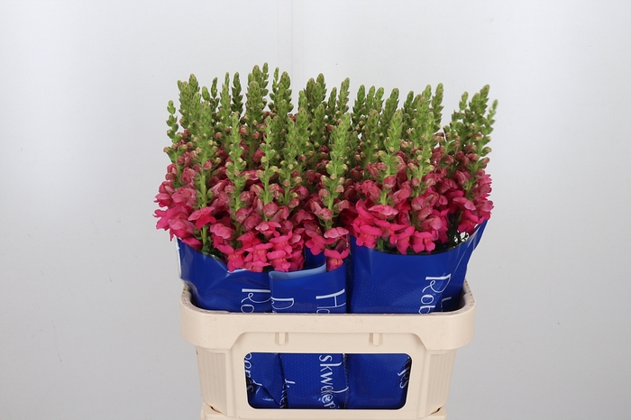 Antir Antibes Rose