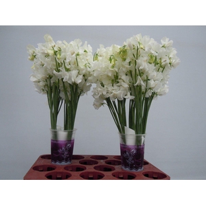 Lathyrus Sunshine White