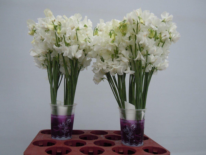 <h4>Lathyrus Sunshine White</h4>