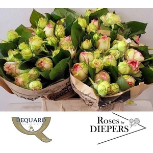 R Tr Biedermeijer Diepers