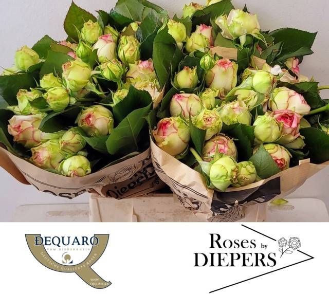 <h4>R Tr Biedermeijer Diepers</h4>