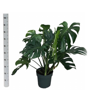 MONSTERA DELICIOSA