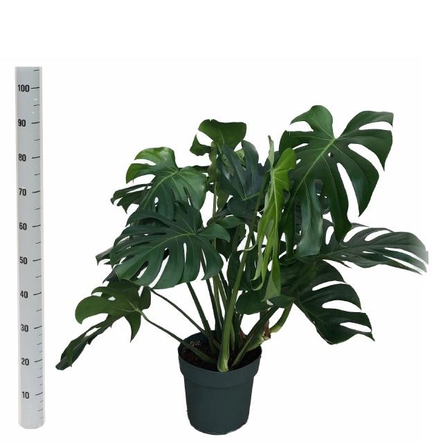 <h4>MONSTERA DELICIOSA</h4>