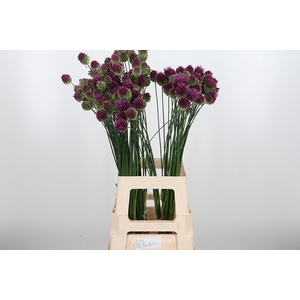 Allium Sphaerocephal (kogel)