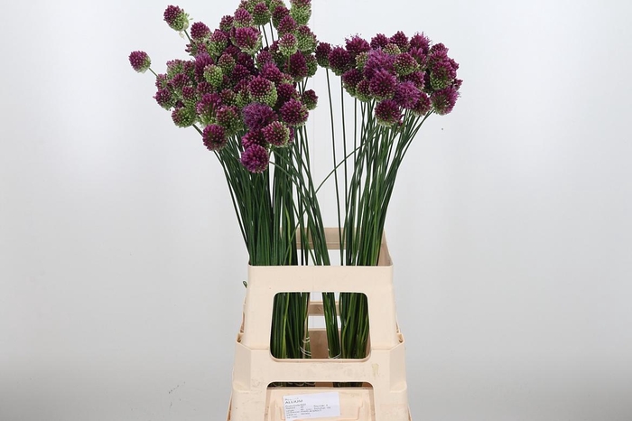 <h4>Allium Sphaerocephal (kogel)</h4>