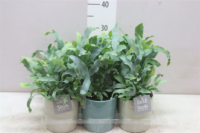 <h4>Phlebodium Aureum Blue Star Tess Keramiek</h4>