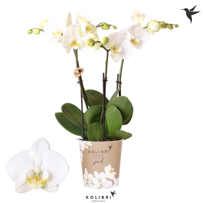 <h4>Kolibri Orchids Phalaenopsis Jewel Ghent 3 spike</h4>