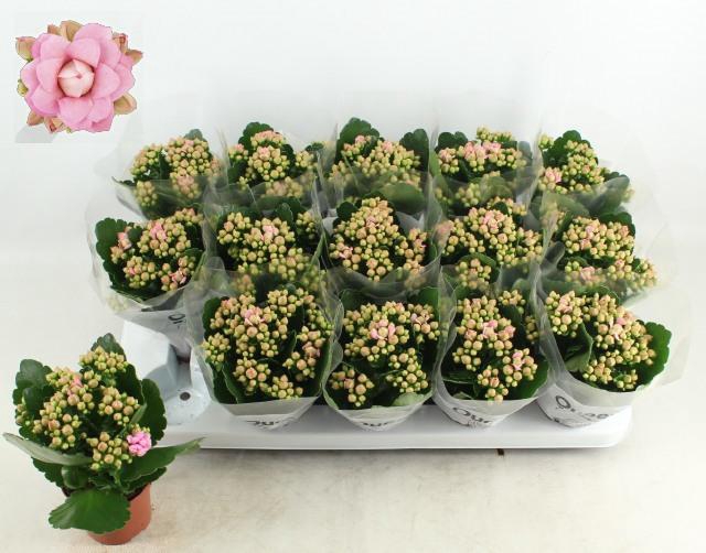 <h4>KAL GE MF LILLIAN</h4>