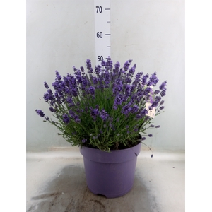 Lavandula angus. 'Essence Pure'