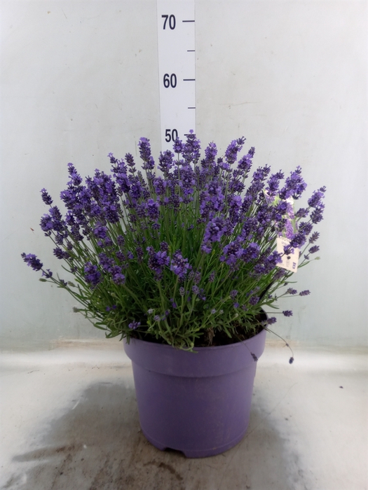 <h4>Lavandula angus. 'Essence Pure'</h4>