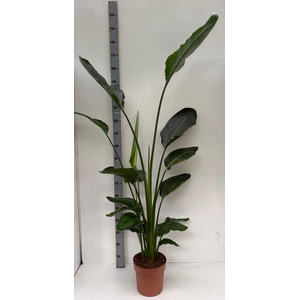 STRELITZIA NICOLAI