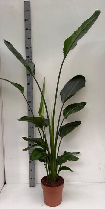 <h4>STRELITZIA NICOLAI</h4>