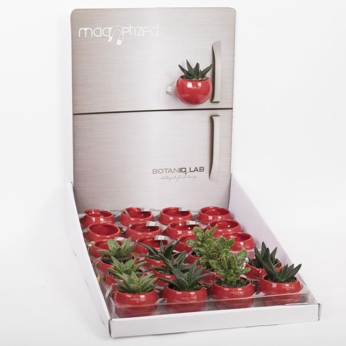 700123 Rode magnetische potjes met display