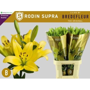 LI LA RODIN