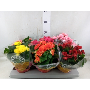 Begonia elat. DU   ...mix