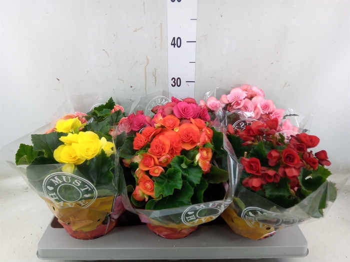 <h4>Begonia elat. DU   ...mix</h4>