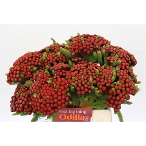 Kaaps Groen Alb. Red