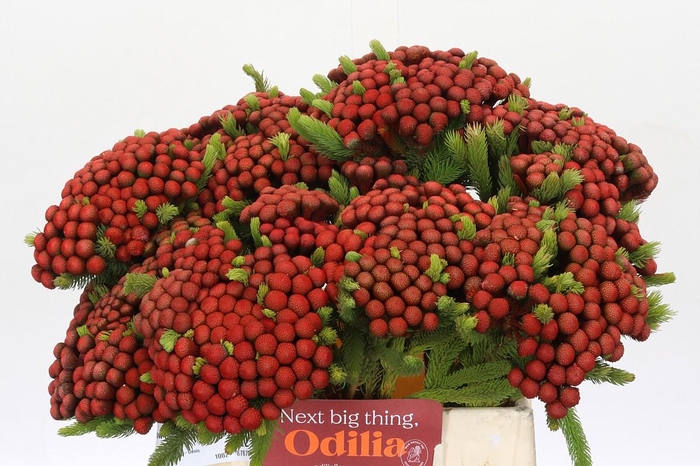 <h4>Kaaps Groen Alb. Red</h4>