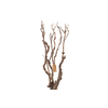 Syringa Branch Extra La Gandara