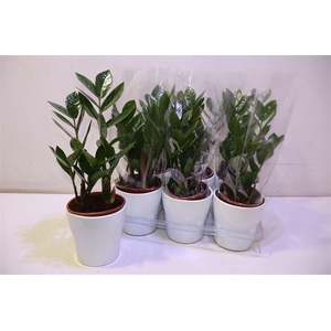 arr8 Zamio Zamiifolia In Keramiek