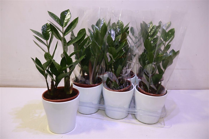 <h4>arr8 Zamio Zamiifolia In Keramiek</h4>