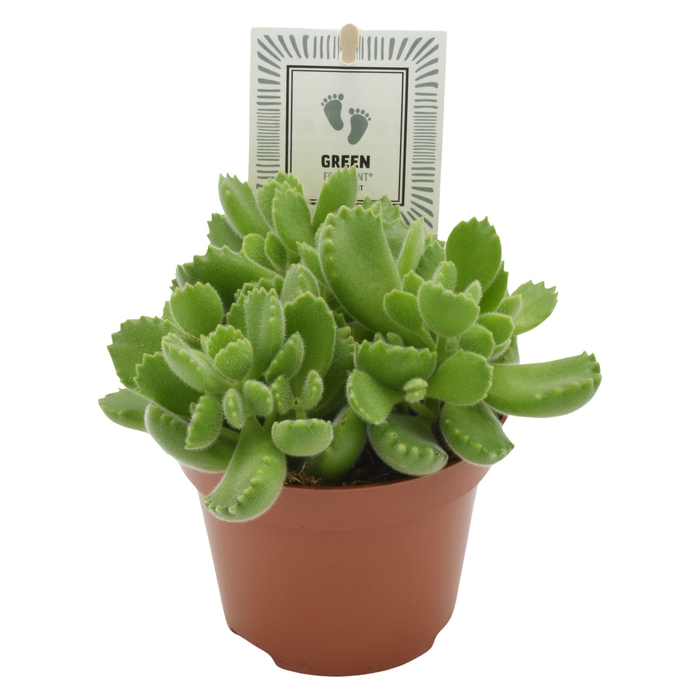 <h4>Cotyledon tome. 'Green Footprint'</h4>