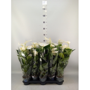 Anthurium  'Karma White'