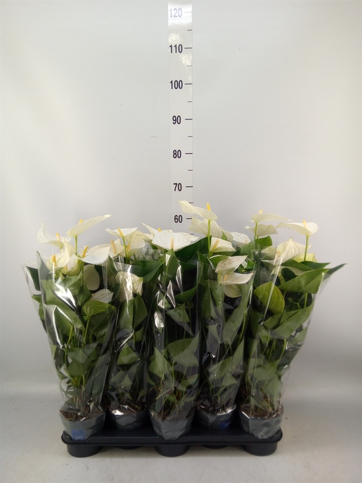 <h4>Anthurium  'Karma White'</h4>