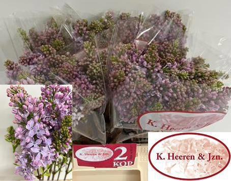 <h4>SYR V LAVALIENSIS</h4>