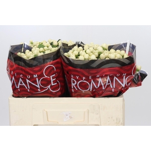 Hypericum Cool Romance