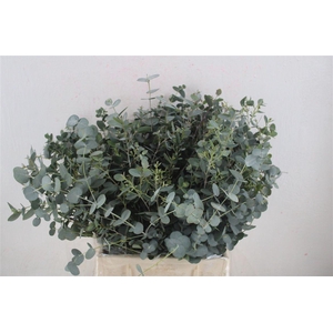 Euca Gunny Short 150gr P Bunch