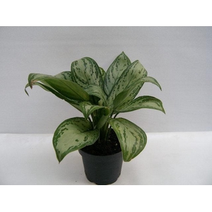 AGLAONEMA COMMUTATUM