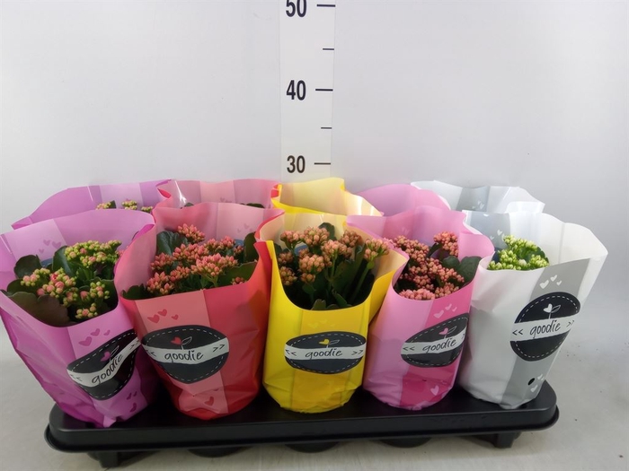 <h4>Kalanchoe blos.   ..rosebud rs fl 5</h4>