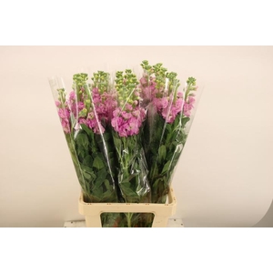 MATTH IRON DEEP PINK