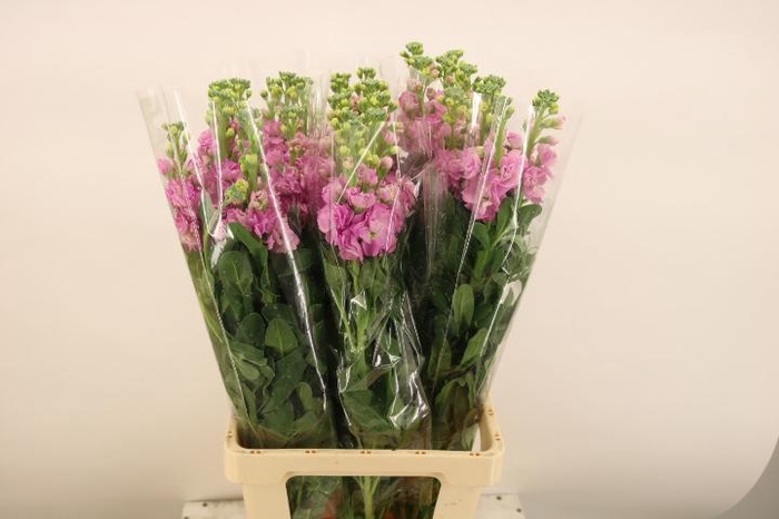 <h4>MATTH IRON DEEP PINK</h4>