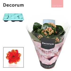 Kalanchoe Decorum TENDER - Serenity Coral