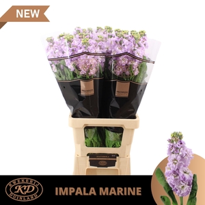 MATTH IMPALA MARINE XL