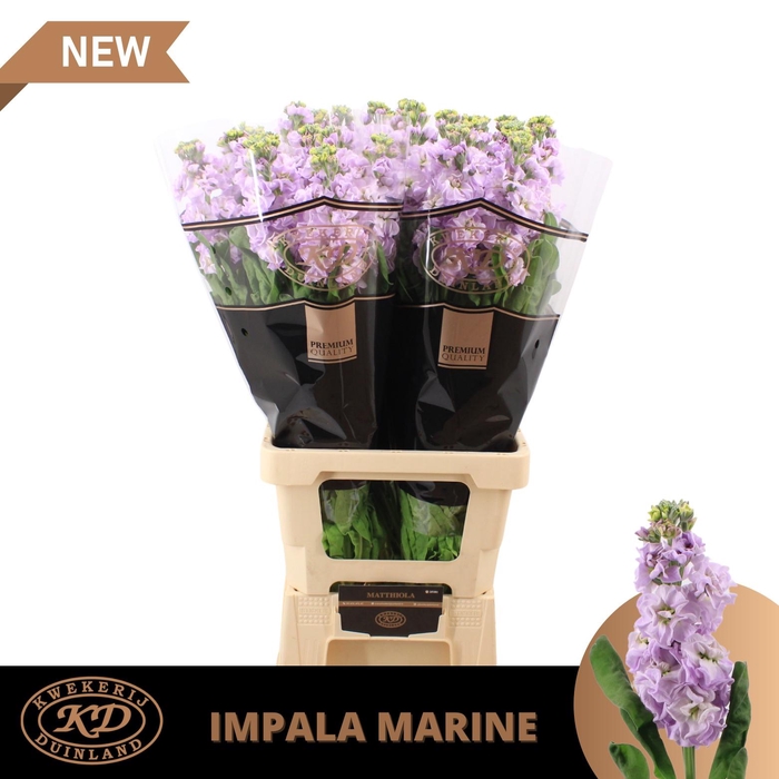 <h4>MATTH IMPALA MARINE XL</h4>
