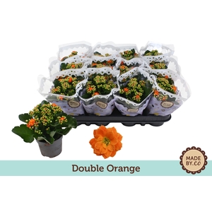 Kalanchoë Double Orange