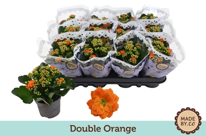 <h4>Kalanchoë Double Orange</h4>