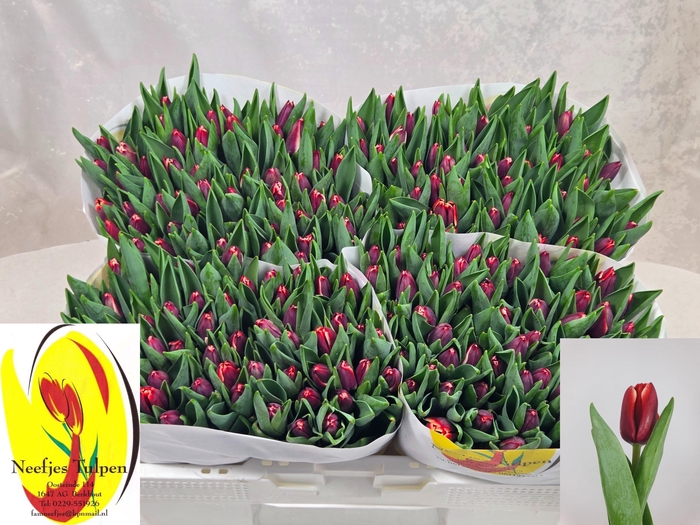 <h4>TU EN ARMANI</h4>