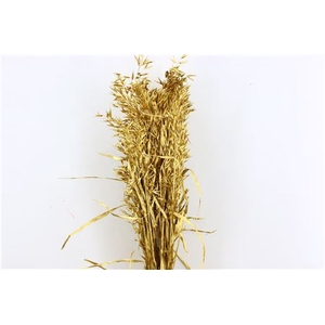 Dried Avena Gold Bunch