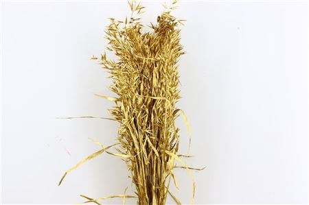 <h4>Dried Avena Gold Bunch</h4>