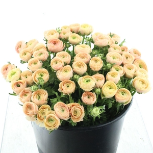 Ran Su Sr Tuareg Extra