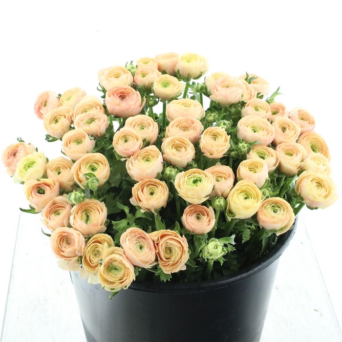 <h4>Ran Su Sr Tuareg I</h4>