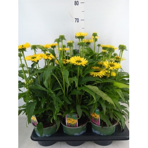 Echinacea  'Sombrero Lemon Yellow'
