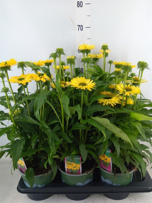<h4>Echinacea  'Sombrero Lemon Yellow'</h4>