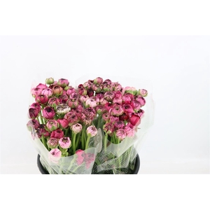 Ran Elegance Dark Stripe Purple