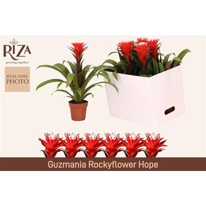 Guzmania Hope 12Ø 43cm
